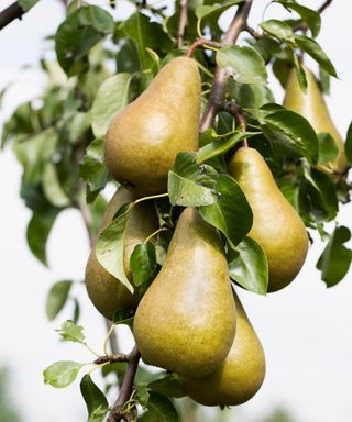 Best fruit trees: 24 varieties for tasty homegrown crops | Gardeningetc
