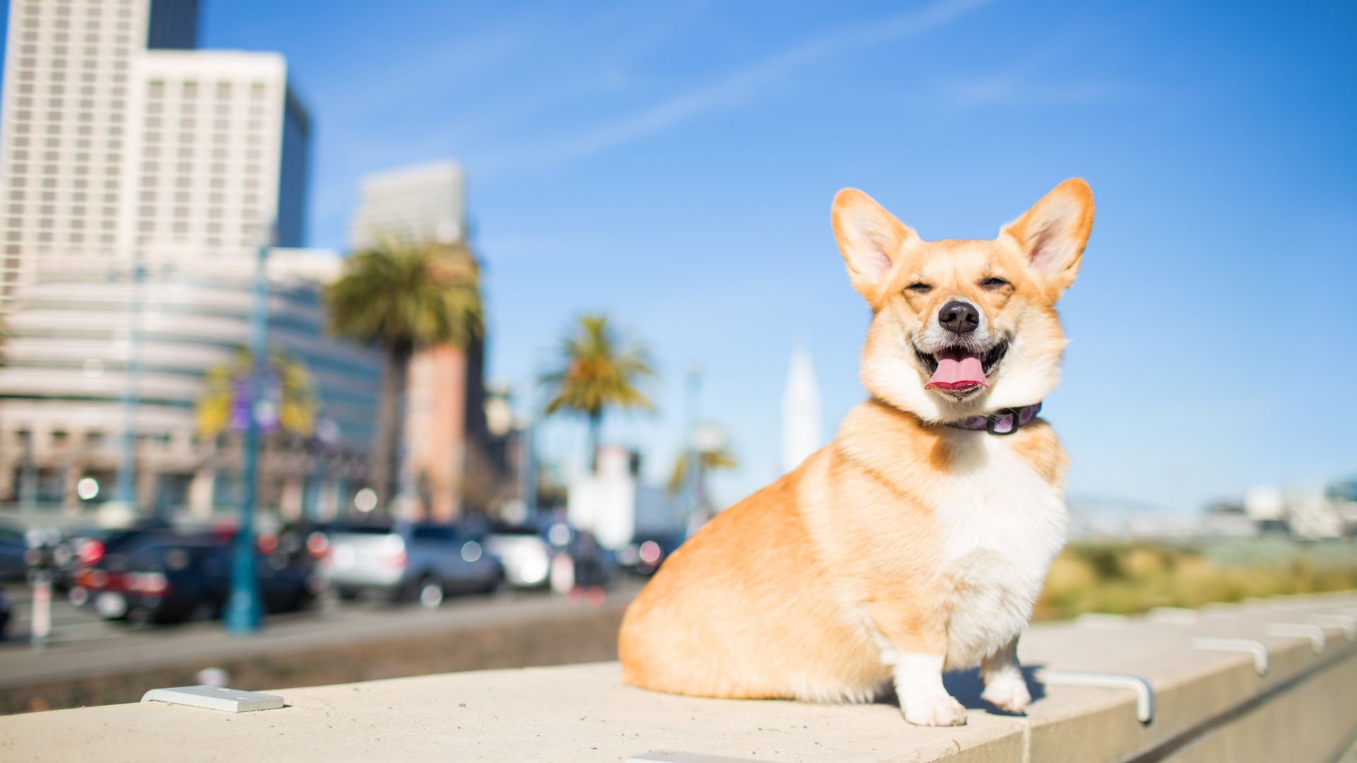 Corgi sat on a wall