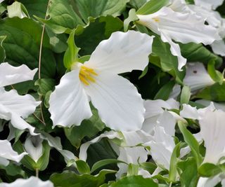 trillium