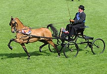 hackney1.jpg