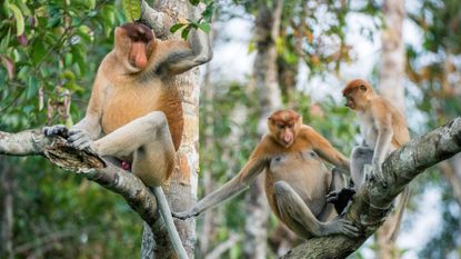 A family of proboscis monkeys in a tree in Borneo. 