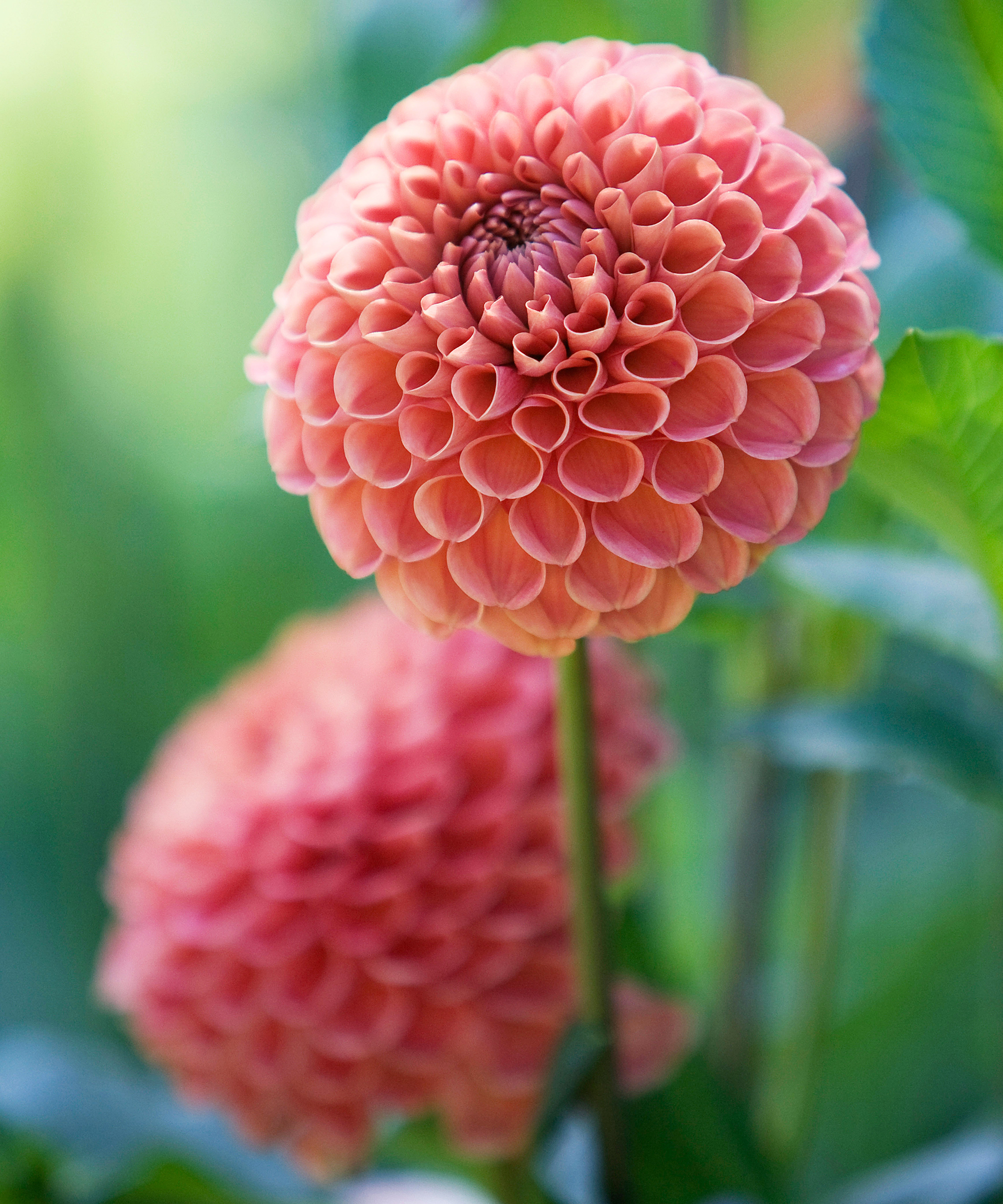 Jomanda dahlia flowers
