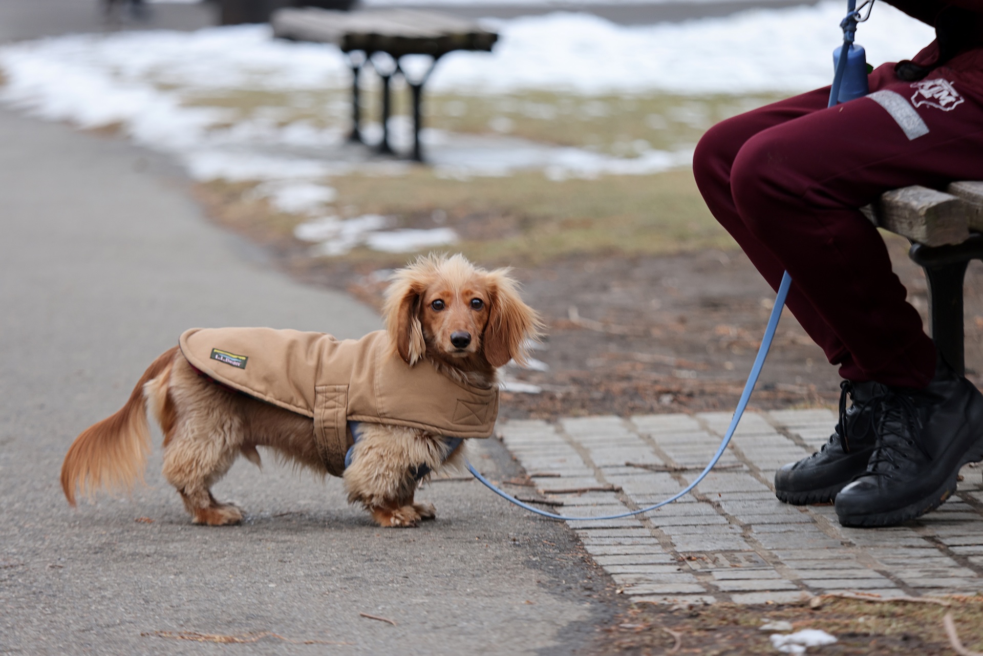 Mini Dachsund standing on a lead with a coat on