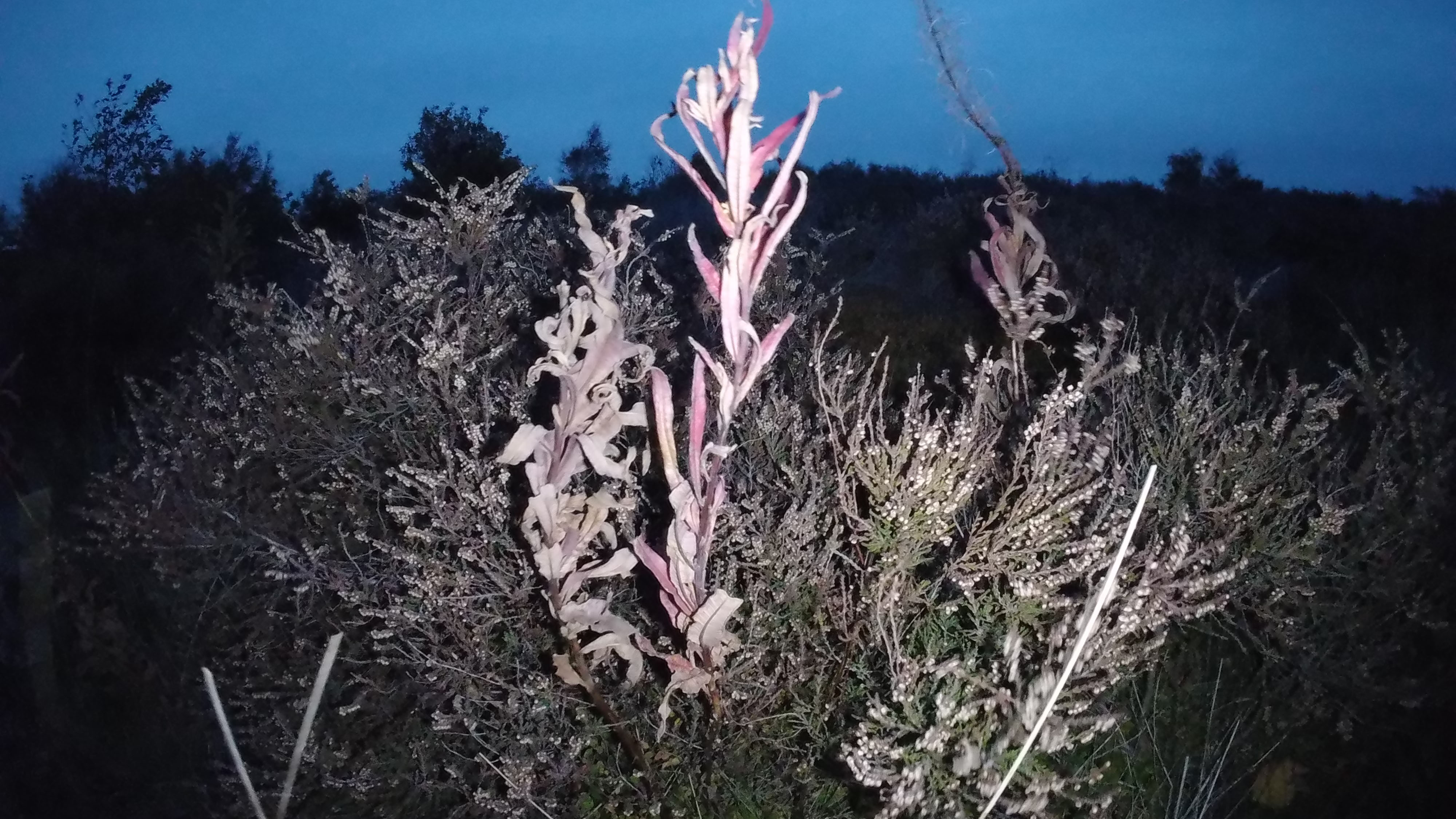 Images take using the GoPro Lit Hero