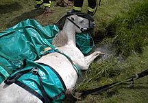 Horse_rescue.jpg