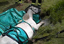 Horse_rescue.jpg
