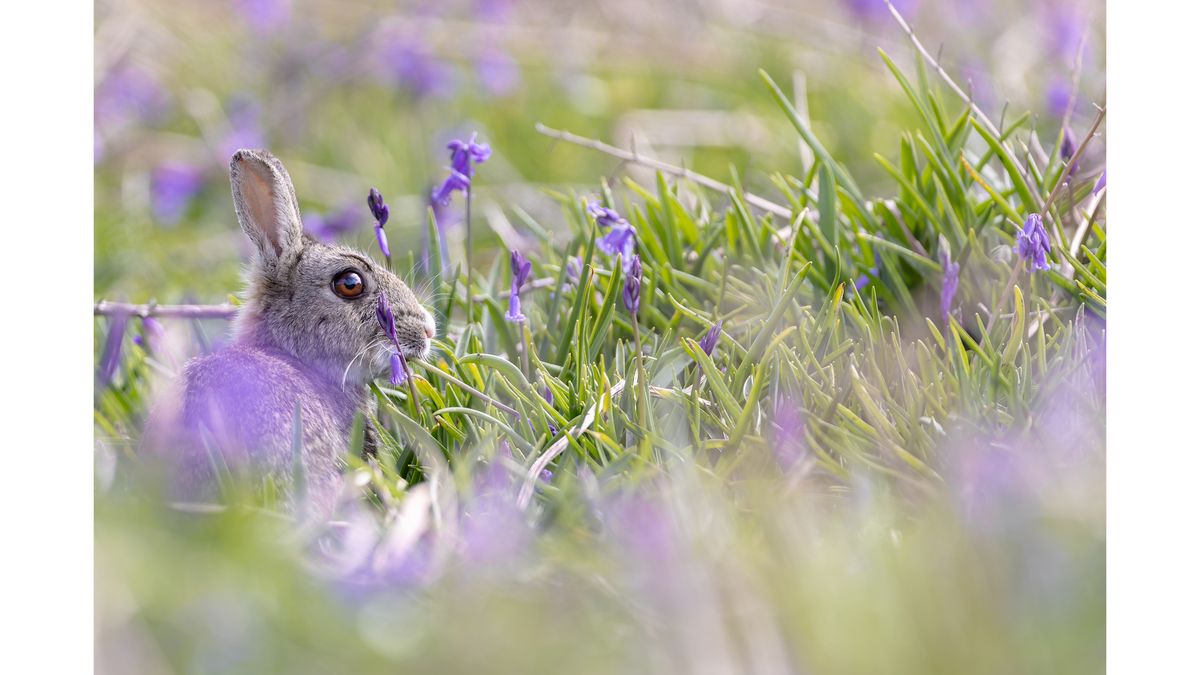 Skomer Rabbits Wildlife photography saved my life | Digital Camera World