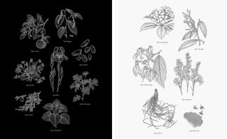 Two side-by-side illustrations of the scents used in the Prada fragrances. The first illustration has a black background and the second has a light grey background