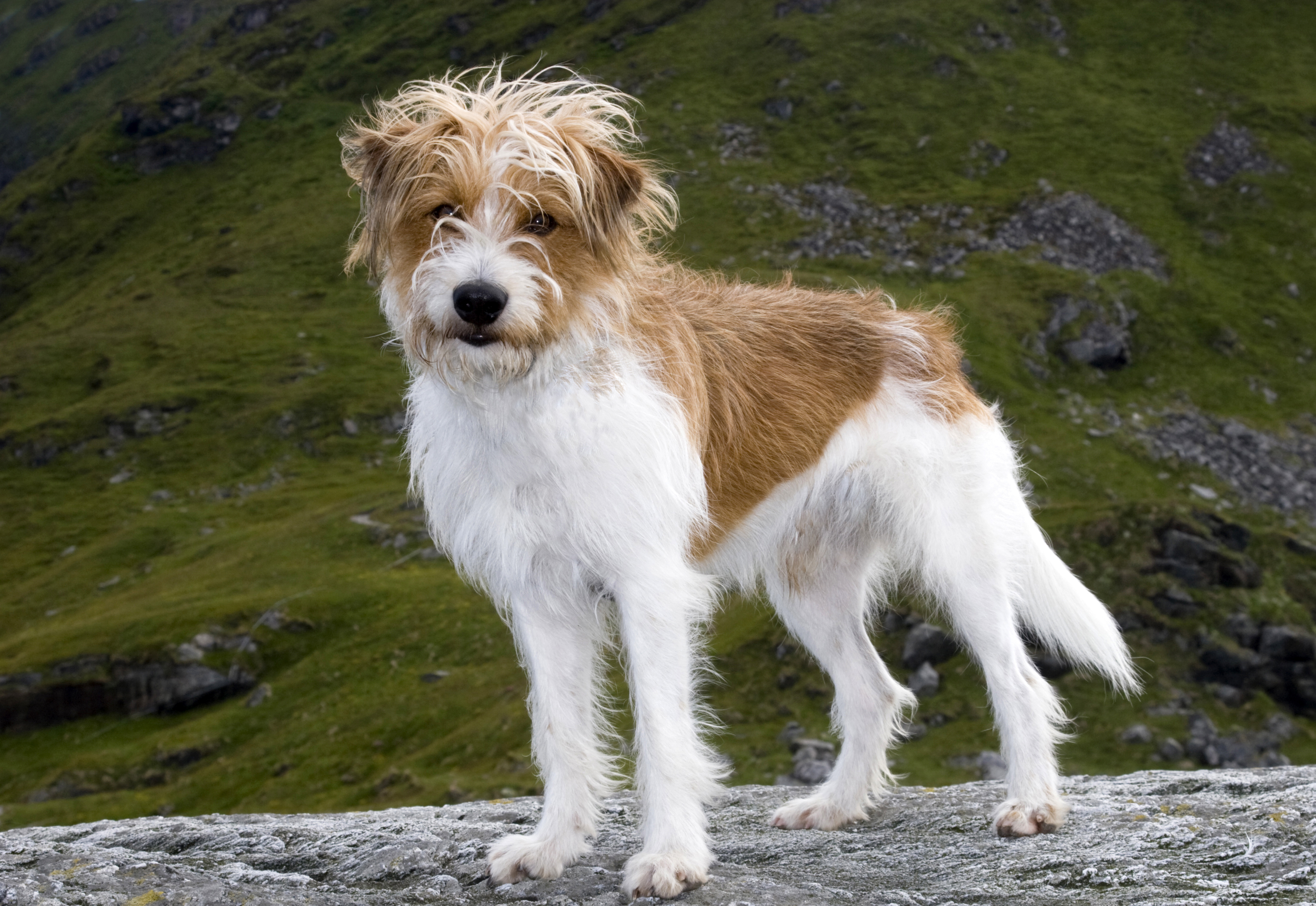 Terrier standing outdoors