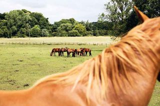 Equine Journeys: The British Horse World by Hossein Amirsadeghi