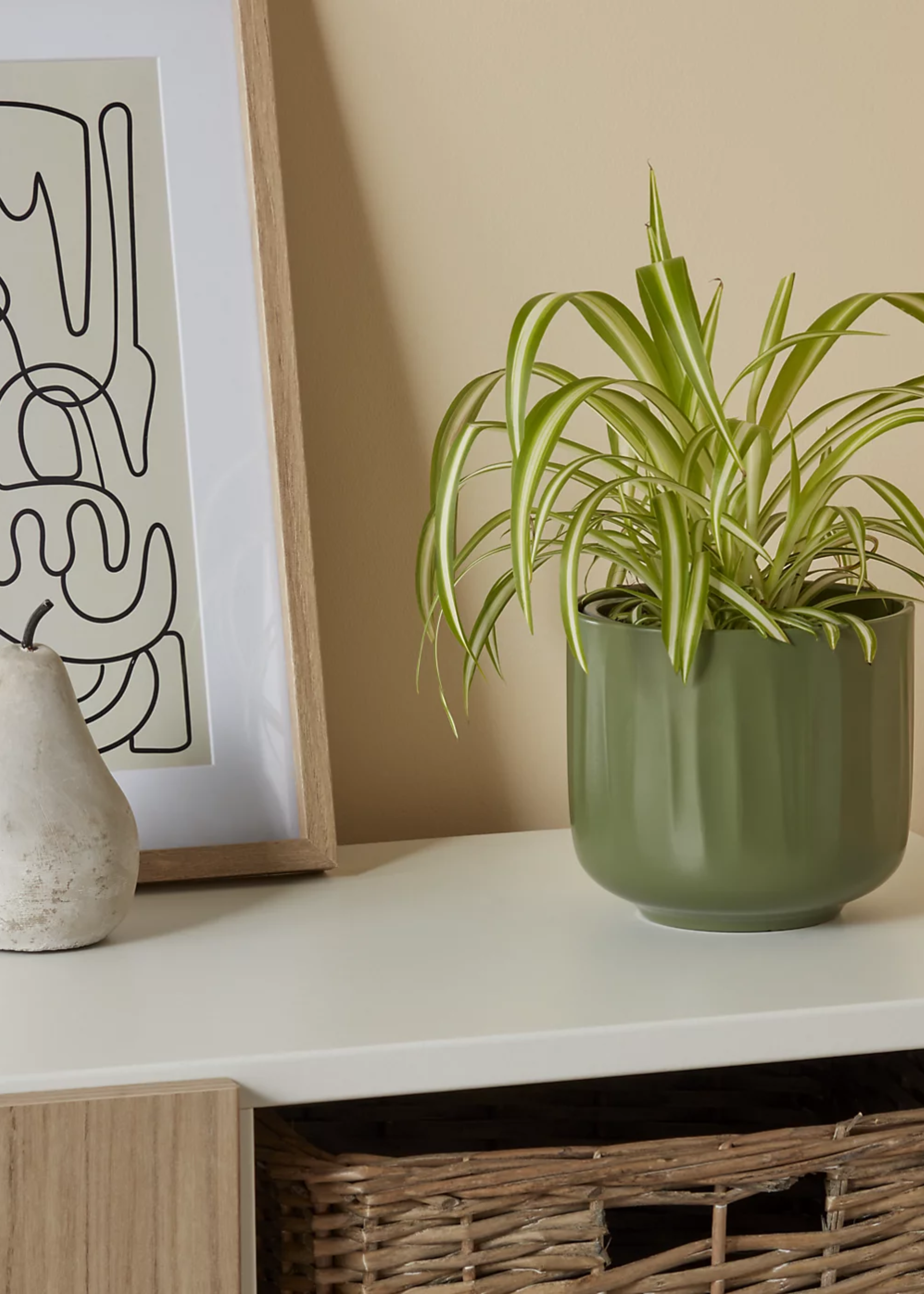A verve chlorophytum comosum plant in a green planter on a shelf