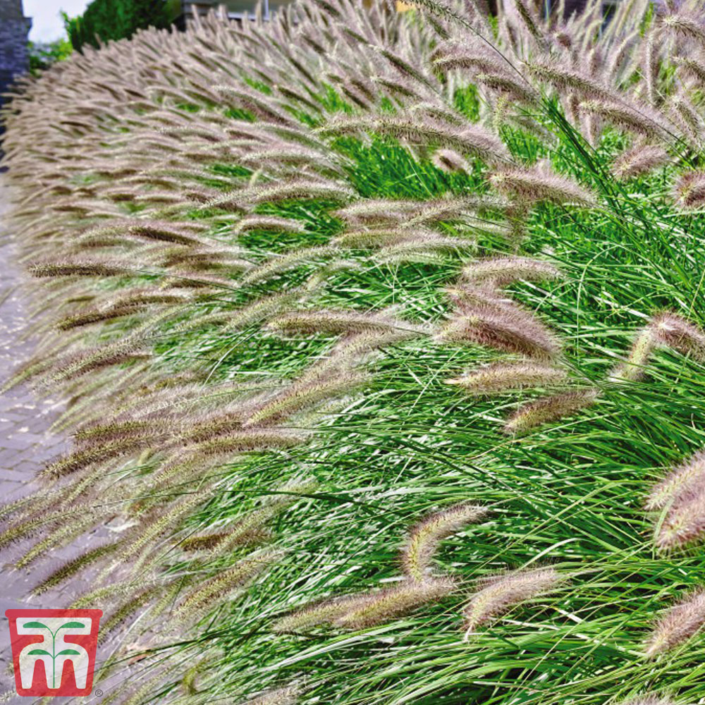 Pennisetum Alopecuroides 'hameln'
