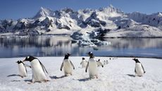 penguins walking onto land from the sea with mountains of ice in the background and blue sky