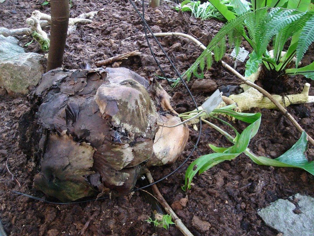 Plant With Root Rot