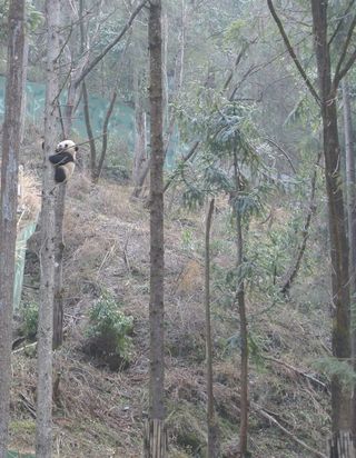 Climbing baby panda