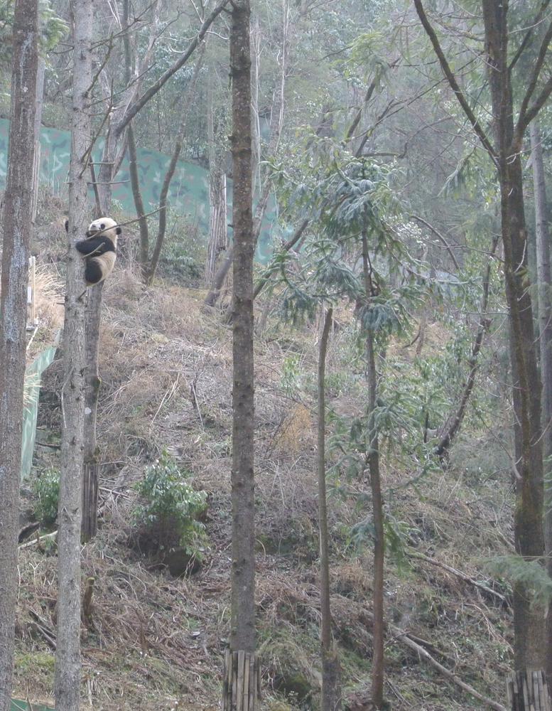 In Photos: The Life Of A Giant Panda | Live Science