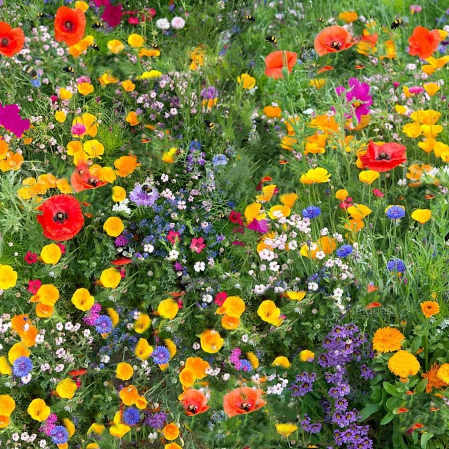 Wildflower Meadow 100g Certified Pure Seeds Over 26 No Grass Amazing Value Bulk Amazon Uk by Seedsalp