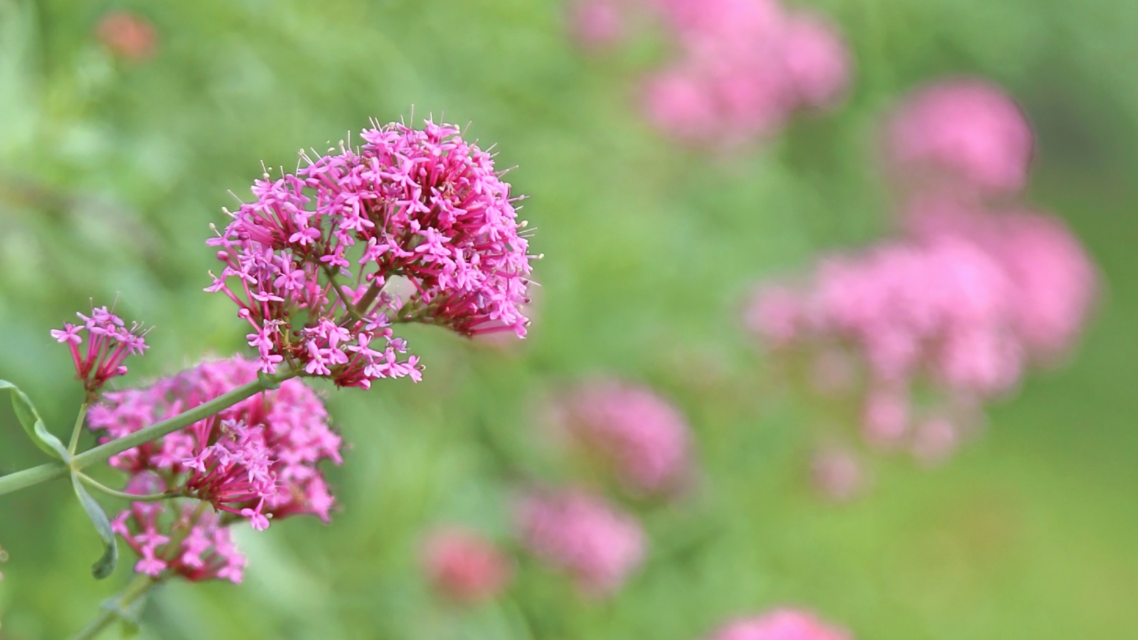 the plant Valerian often found in supplements for sleep