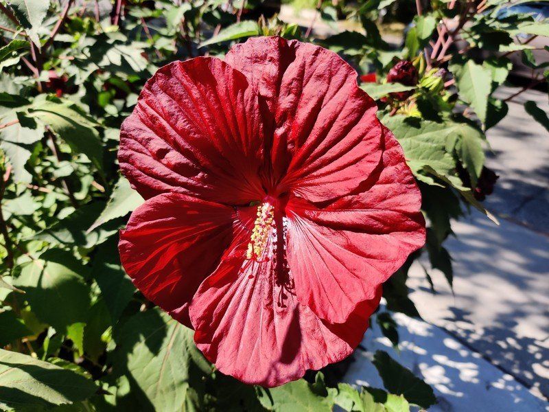 OnePlus 7T camera sample
