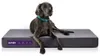 Purple Dog Bed