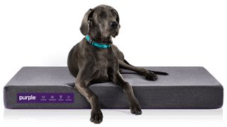 Purple orthopedic dog bed