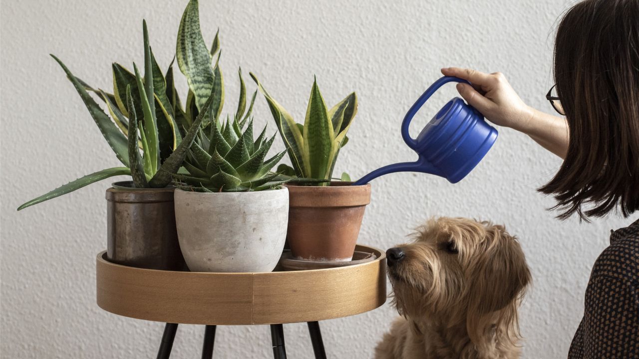 Woman waters snake plants on a table while a brown dog watches