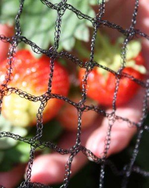 fruit netting