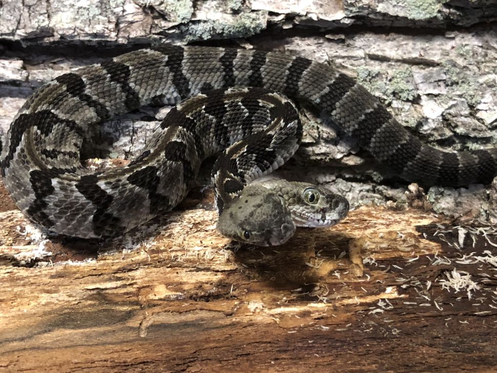 Rare, Two-Headed Rattlesnake Named 'Double Dave' Rescued from Certain Doom in New Jersey
