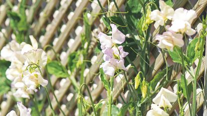 White sweet pea flowers growing along wooden diamond trellis