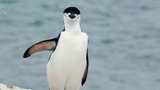 a chinstrap penguin pictured with one wing outstretched and looking at the camera as it sits near a body of water