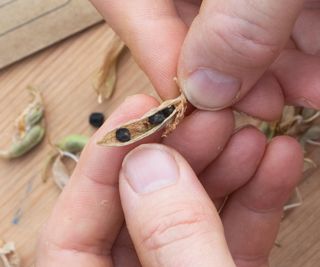 Using a thumb nail to open a ripe sweet pea pod to access the seeds