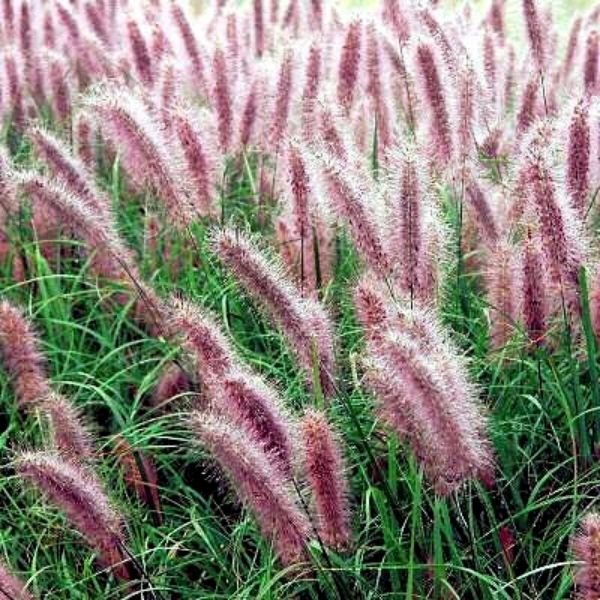 Redhead Fountain Grass Redhead Fountain Grass