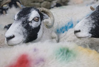 Still from a film featuring colourful sheep to promote Peter Saville Kvadrat collection of textiles