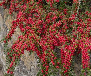 cotoneaster ground cover plants with red berries