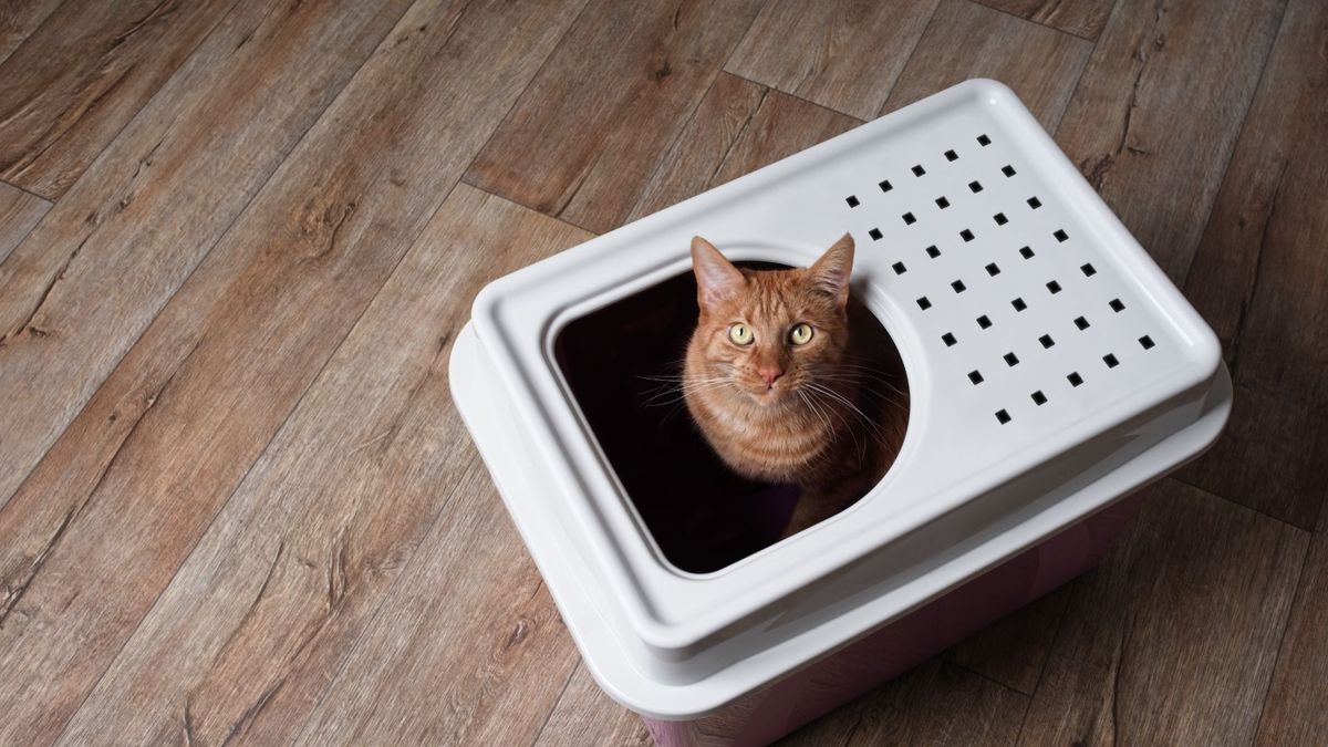 ginger cat looking up out of a covered litter box