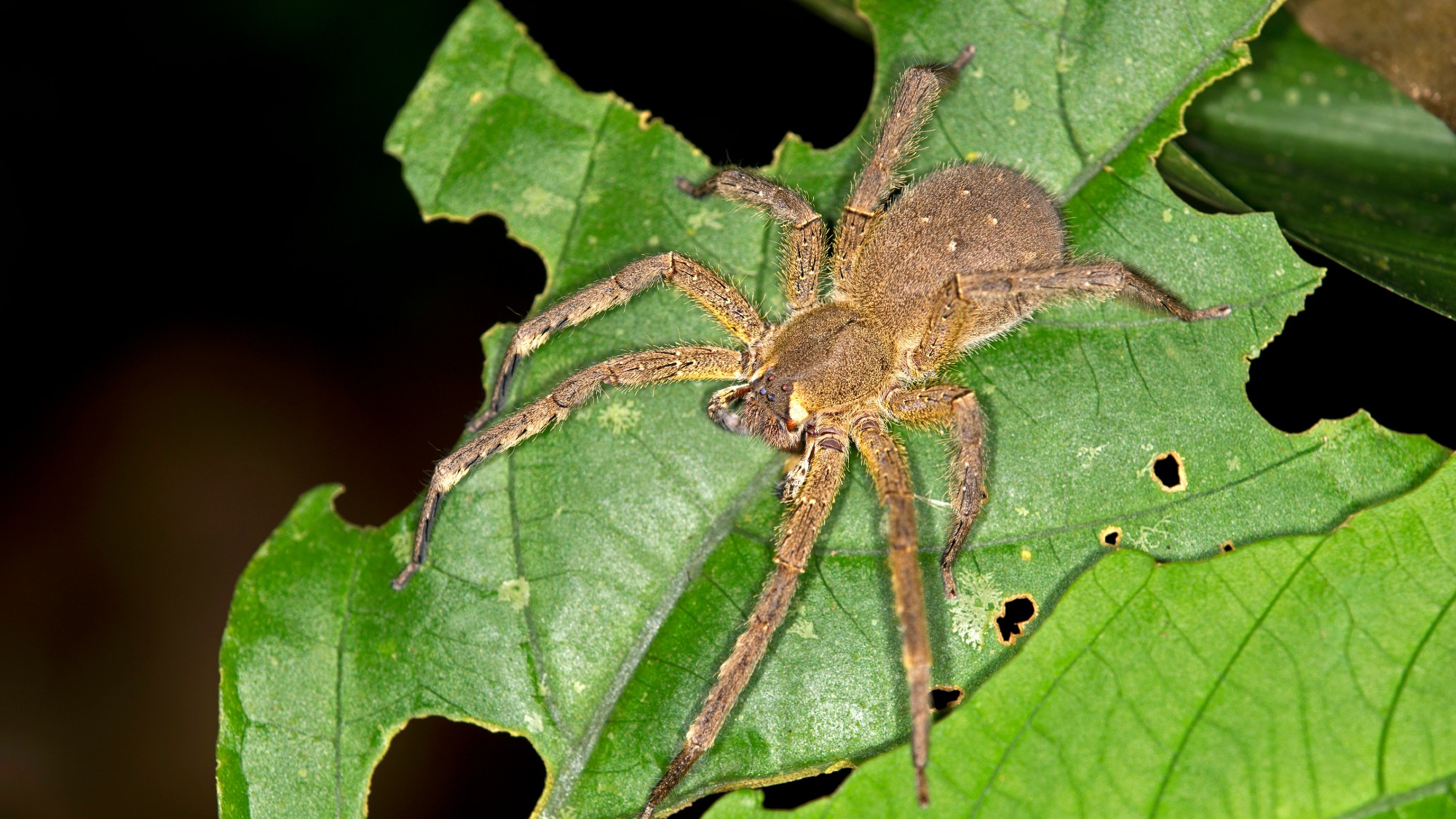 Brazilian wandering spider