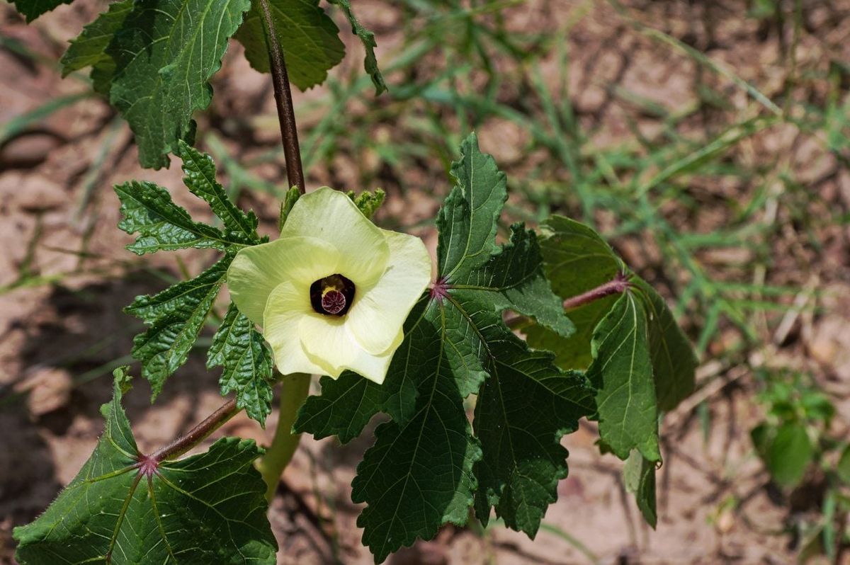 Why Is My Okra Dropping Flowers Learn About Blossom Drop On Okra