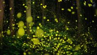 The glow of hundreds of fireflies in a forrest