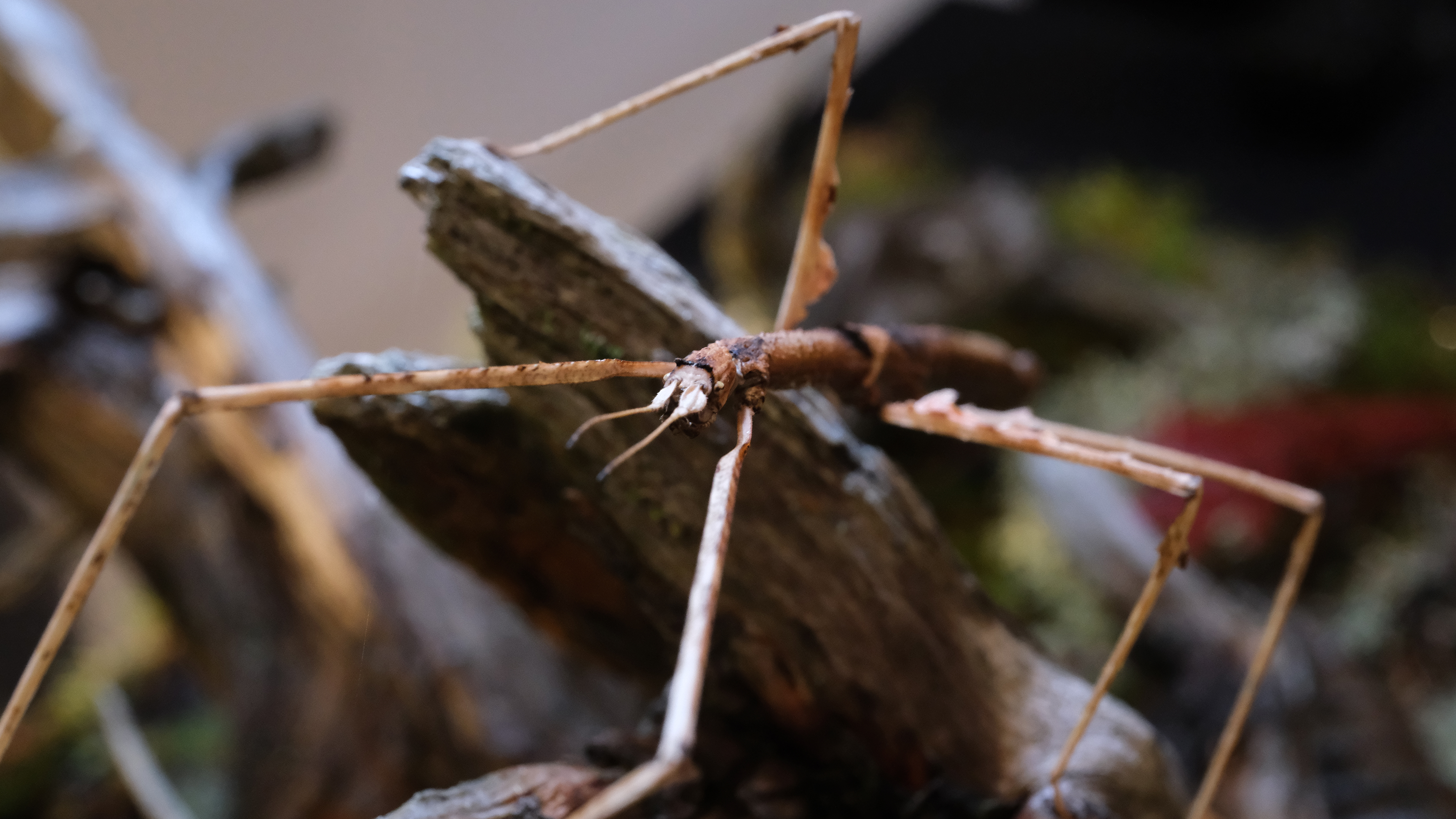 A stick insect crawling on a leaf