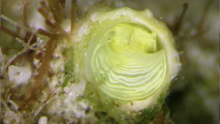 closeup of the lime-colored Margarita Snail of the Belizean reef