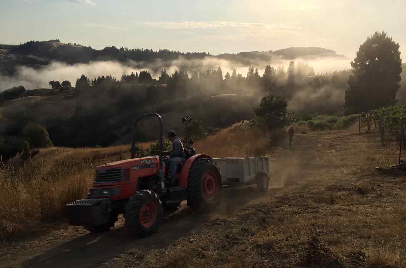 An early morning at Hirsch Vineyards during harvest