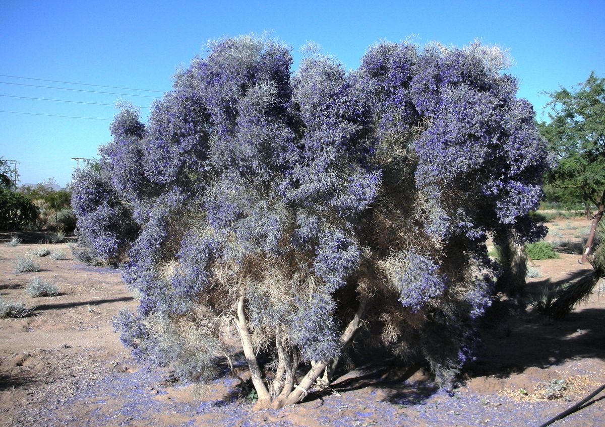 Smoketree Photos The Ghosts of the North American Desert Live Science