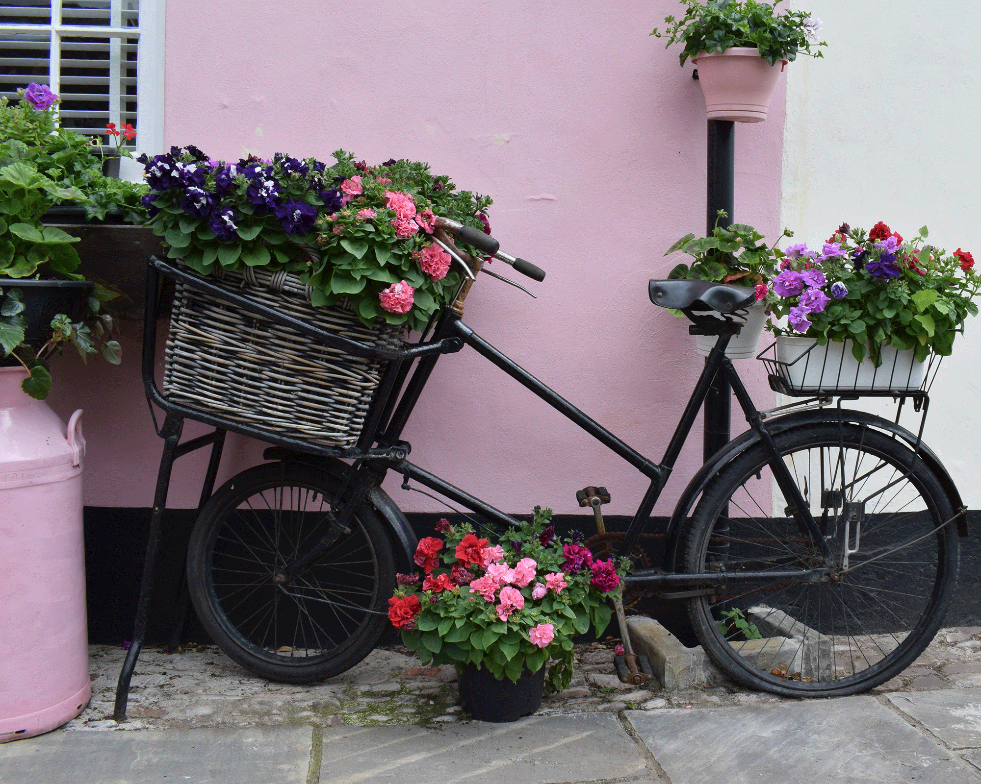 A bicycle being used as a planter displayed at front of house with pink external paint decor