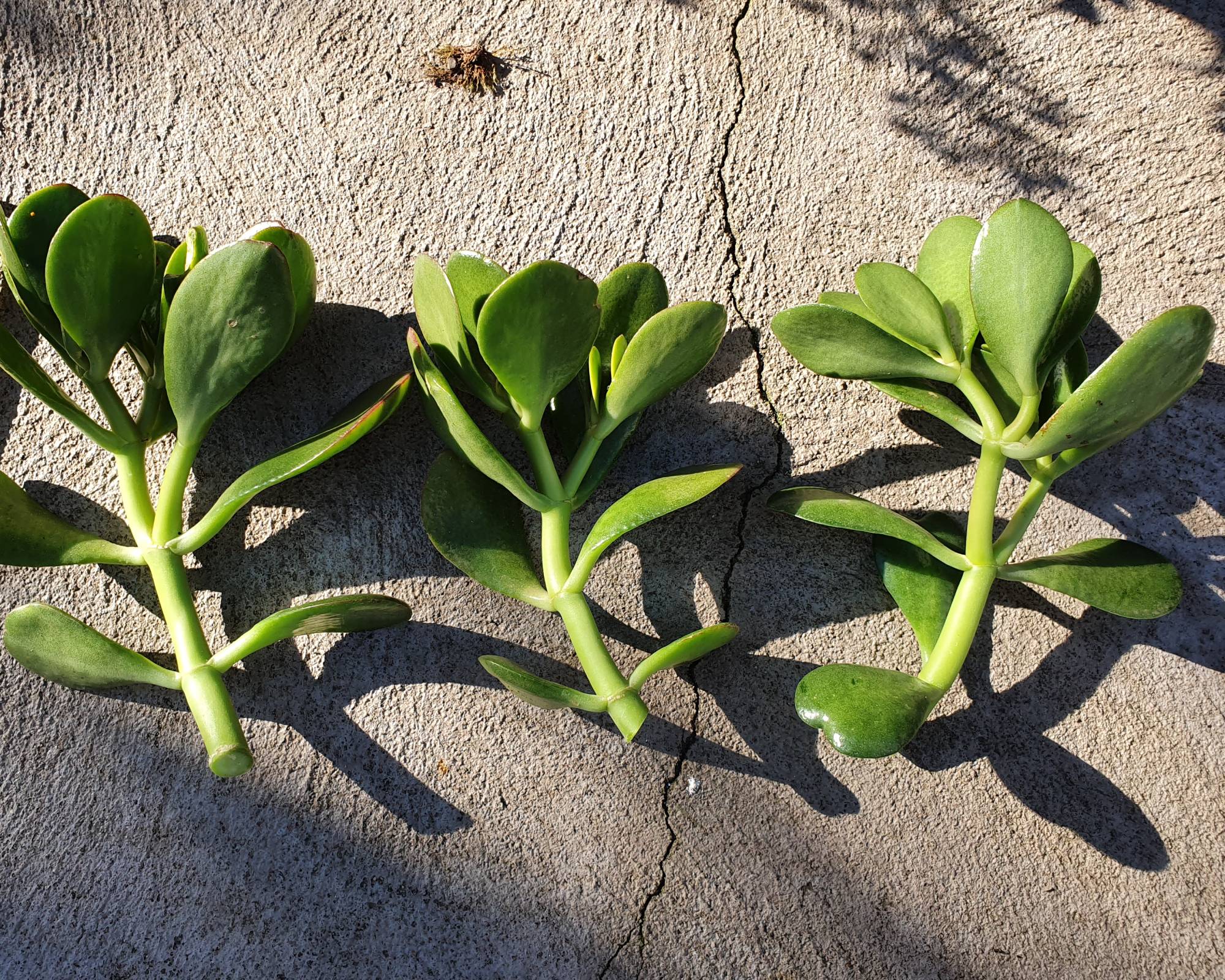 Succulent stem cutting propagation