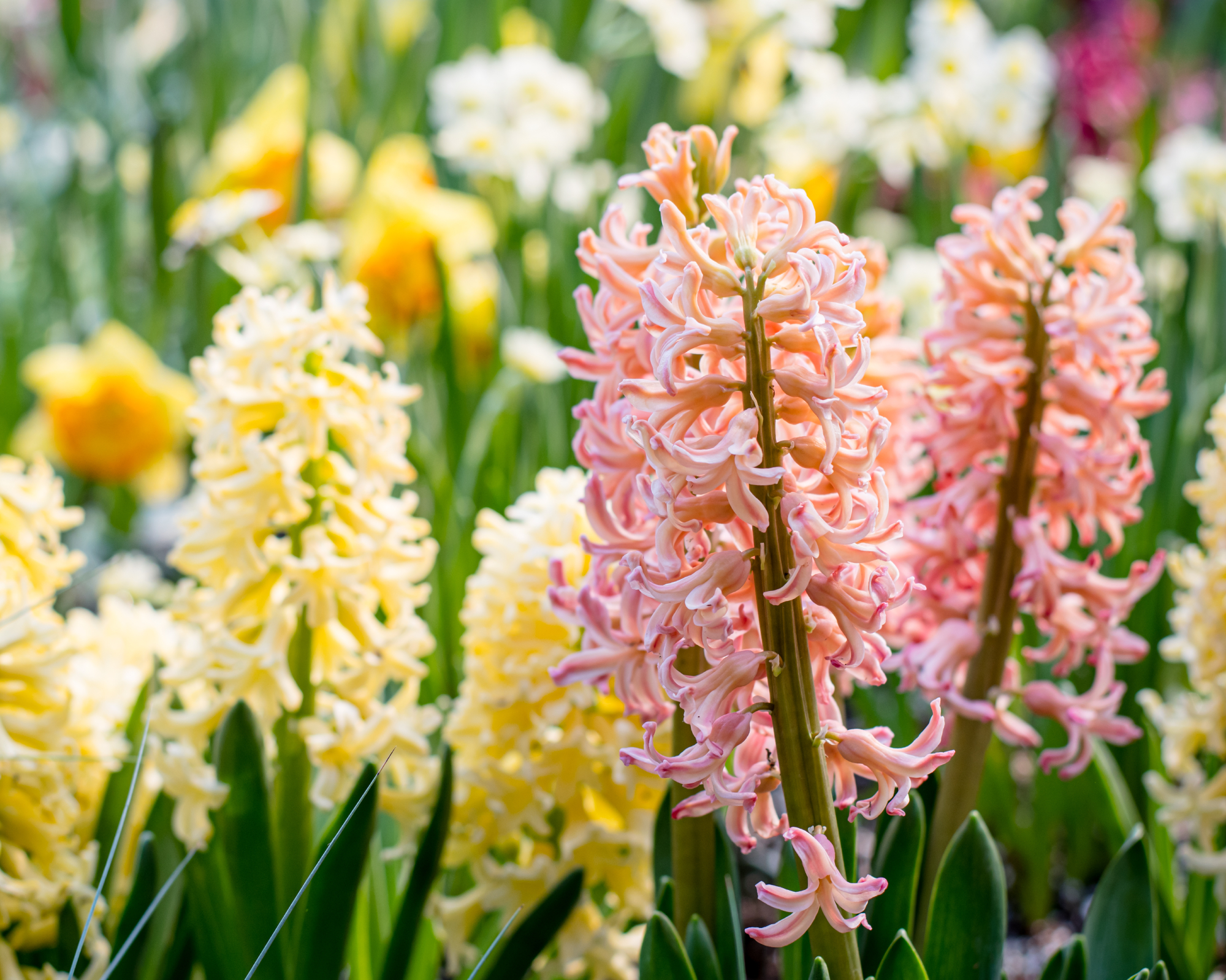 orange and yellow hyacinths