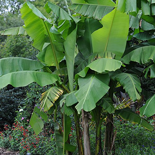 Tropical Fruit Musa Basjoo Japanese Banana Palm Exotic Upright Evergreen Plant Yellow Flowers Ideal for Patio Pots and Containers 2 X 10.5cm Pot by Thompson and Morgan (2 X 10.5cm Pot)