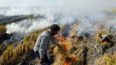 A farmer in Malaysia burns grass in a rice paddy field