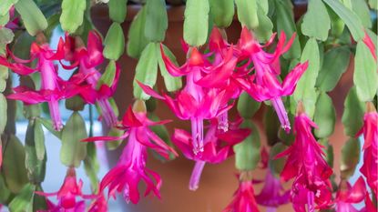 Are Christmas cactus poisonous to cats and dogs 