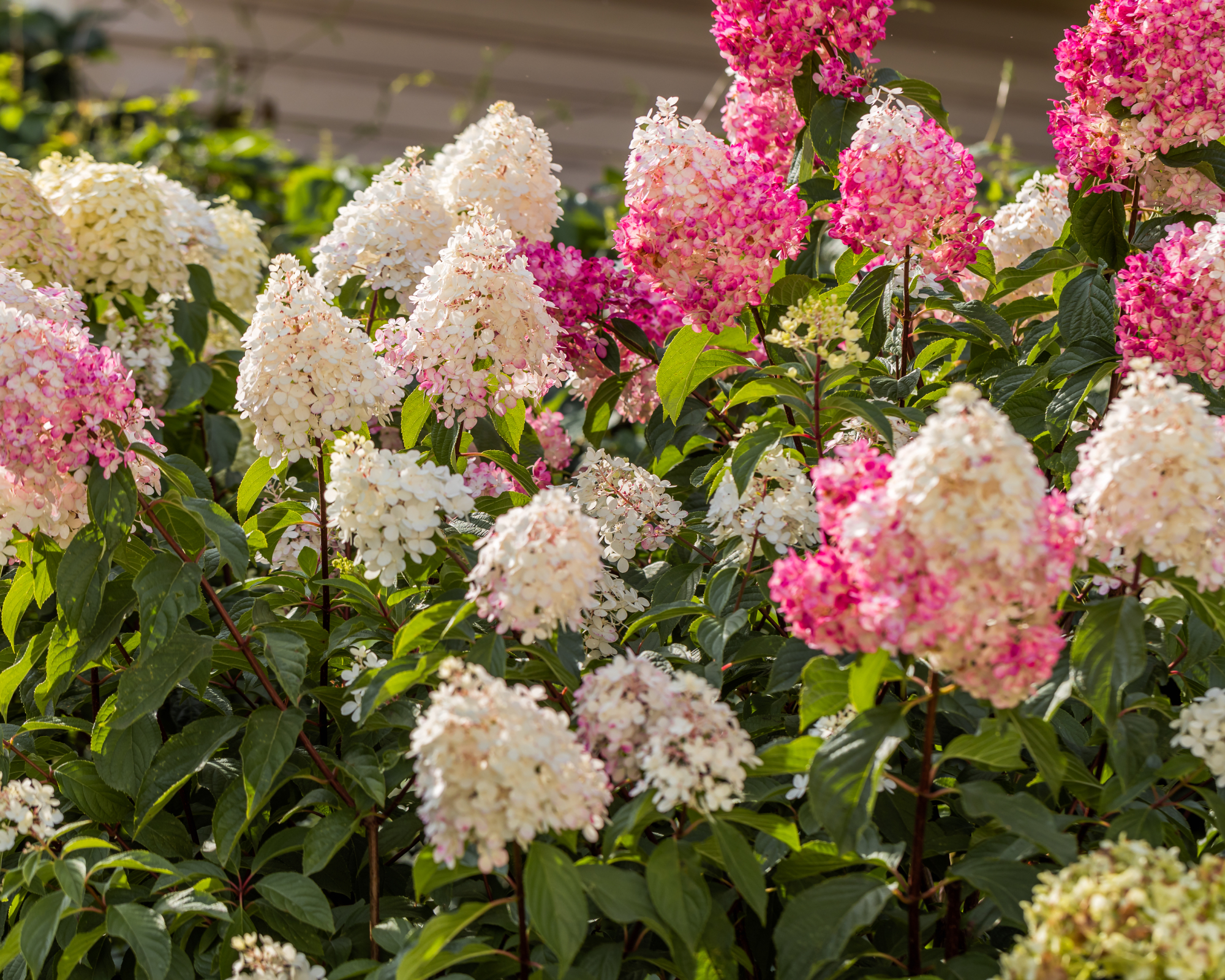 Pink and white panicle hydrangea flowers on shrub