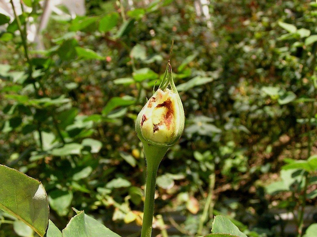 Thrips On Rose Buds